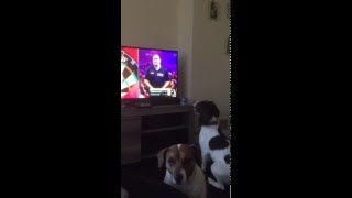 Dog Chases after Darts on TV