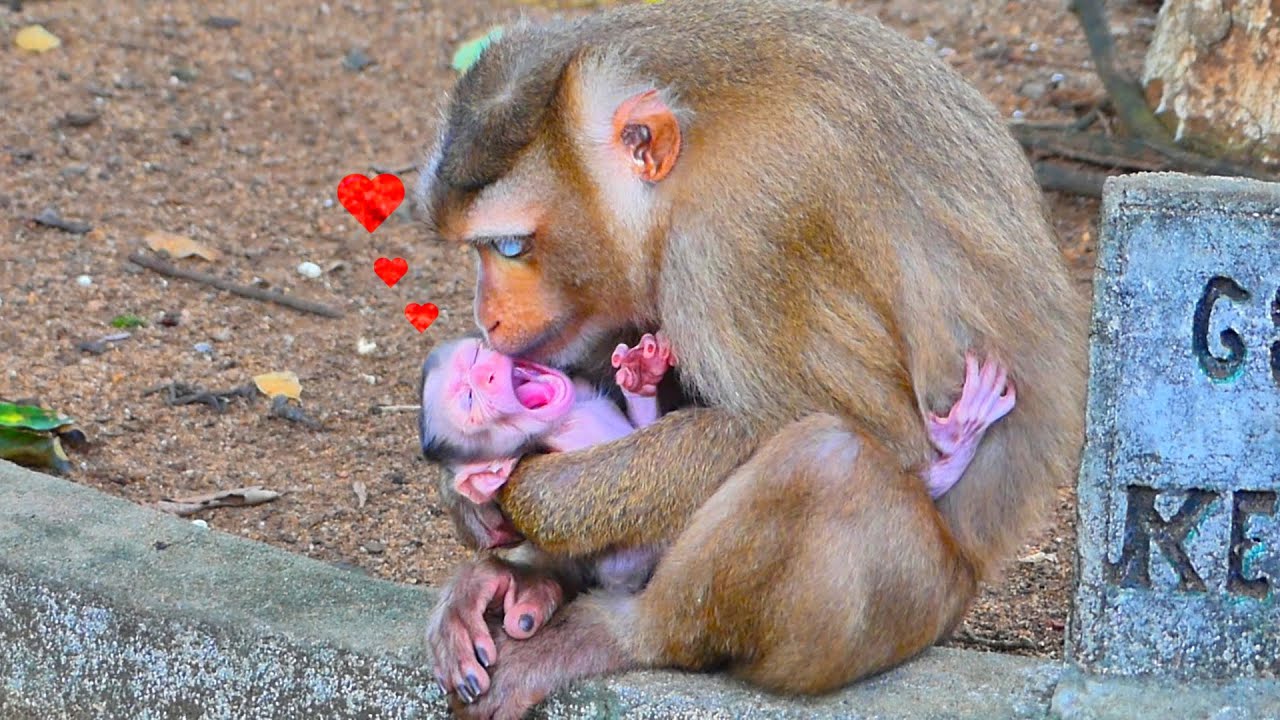 Precious  action! Good monkey mother lovely kissing her newborn baby  with adoration