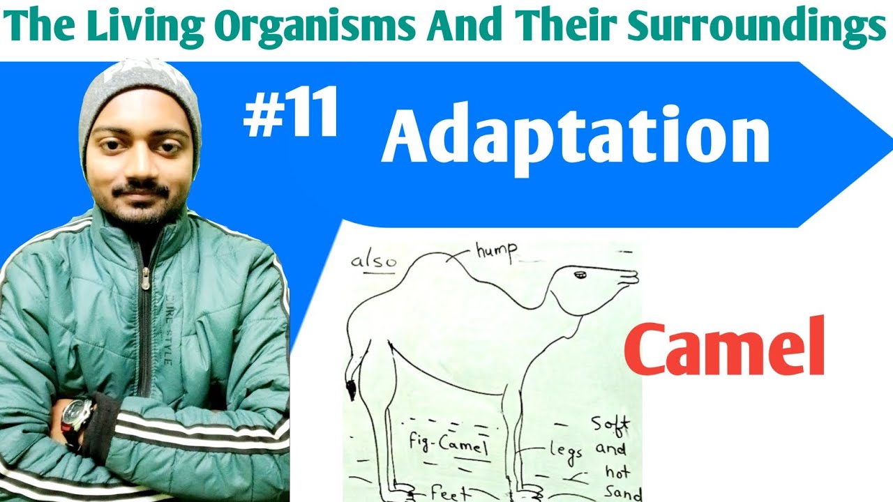 Class-6 Science | Chapter-9 | Definition Of Adaptation | Adaptation in ...