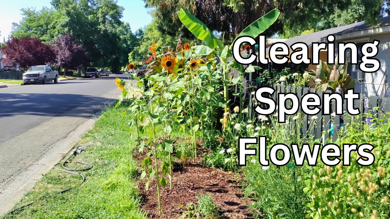 Cool Season Flower Cleanup in the Summer Garden