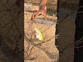 Jungle survival video amazing 😱 #survival #experiment #viralvideo