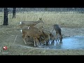 Когда нет воды (Косули в заказнике Цасучейский бор)