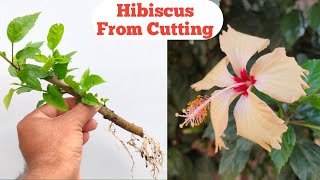 How to grow Hibiscus plant from cutting .