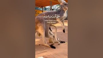 هذا خلق الله سورة لقمان - الآية 11-القارئ#اسلام_صبحي ~😱🎧