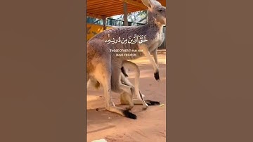 هذا خلق الله سورة لقمان - الآية 11-القارئ#اسلام_صبحي ~😱🎧