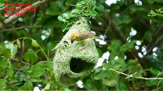 Amazing Job🥰of Bird Construction Golden Bird Build Nest For New Generation Part18