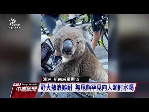 澳洲野火肆虐 恐致1/3無尾熊喪命 20191229 公視中晝新聞
