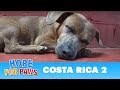 Hope For Paws: Rescuing dogs in the Costa Rican jungles!