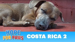 Hope For Paws: Rescuing dogs in the Costa Rican jungles!