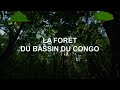 Documentaire Animalier LA FORÊT DU BASSIN DU CONGO