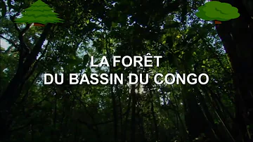 Quelle est la plus grande forêt d'Afrique ?