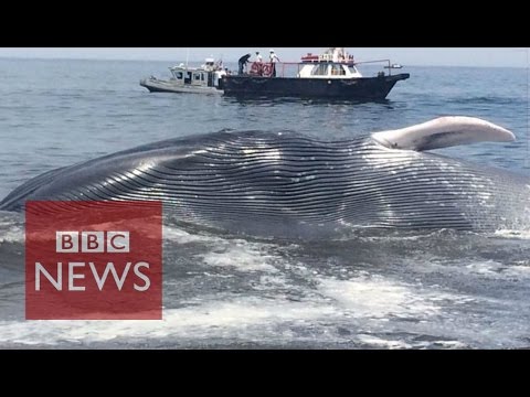 Stranded blue whale rescued from Chile beach - BBC News