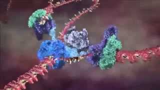 Famous EVOLUTION - Part 1 - The "Simple" Cell Wealth