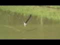 Osprey Fishing