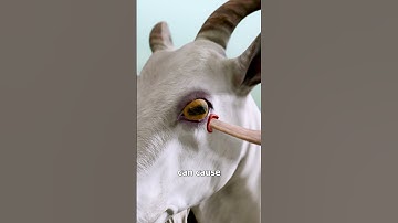 Goat Horns Pierce Their Own Eye 😵