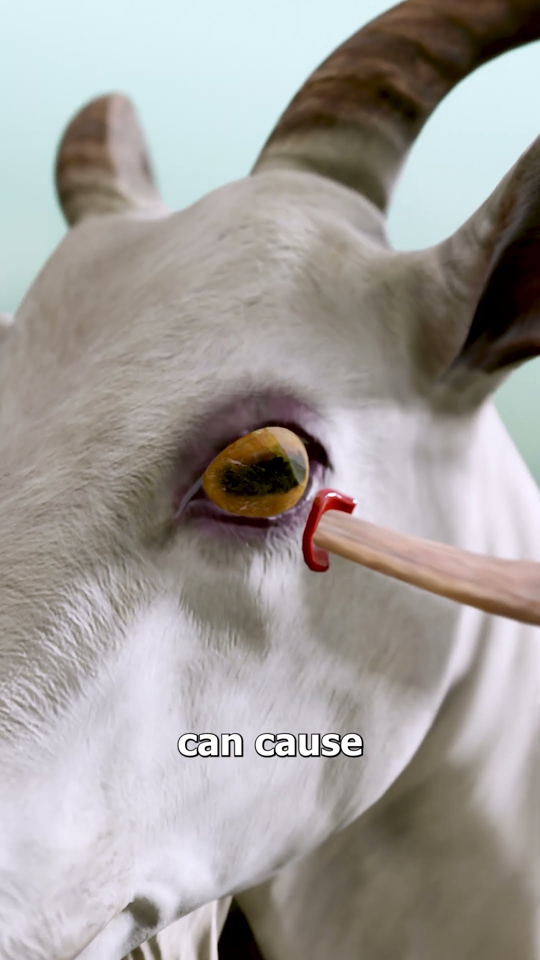 Goat Horns Pierce Their Own Eye ?