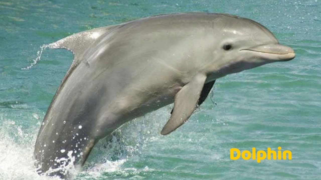 common fish name - YouTube