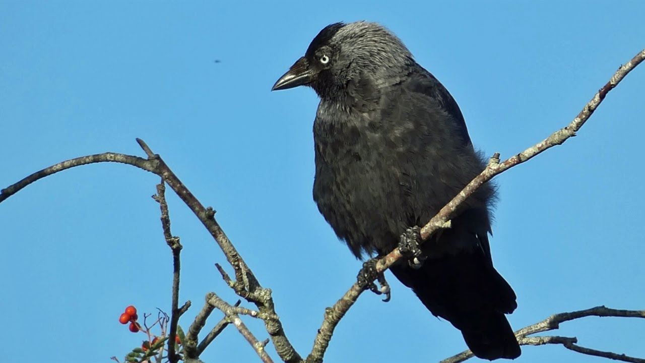 Jackdaw (In the Hall of the Mountain King)