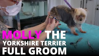 Dog Grooming Yorkshire Terrier (Molly)