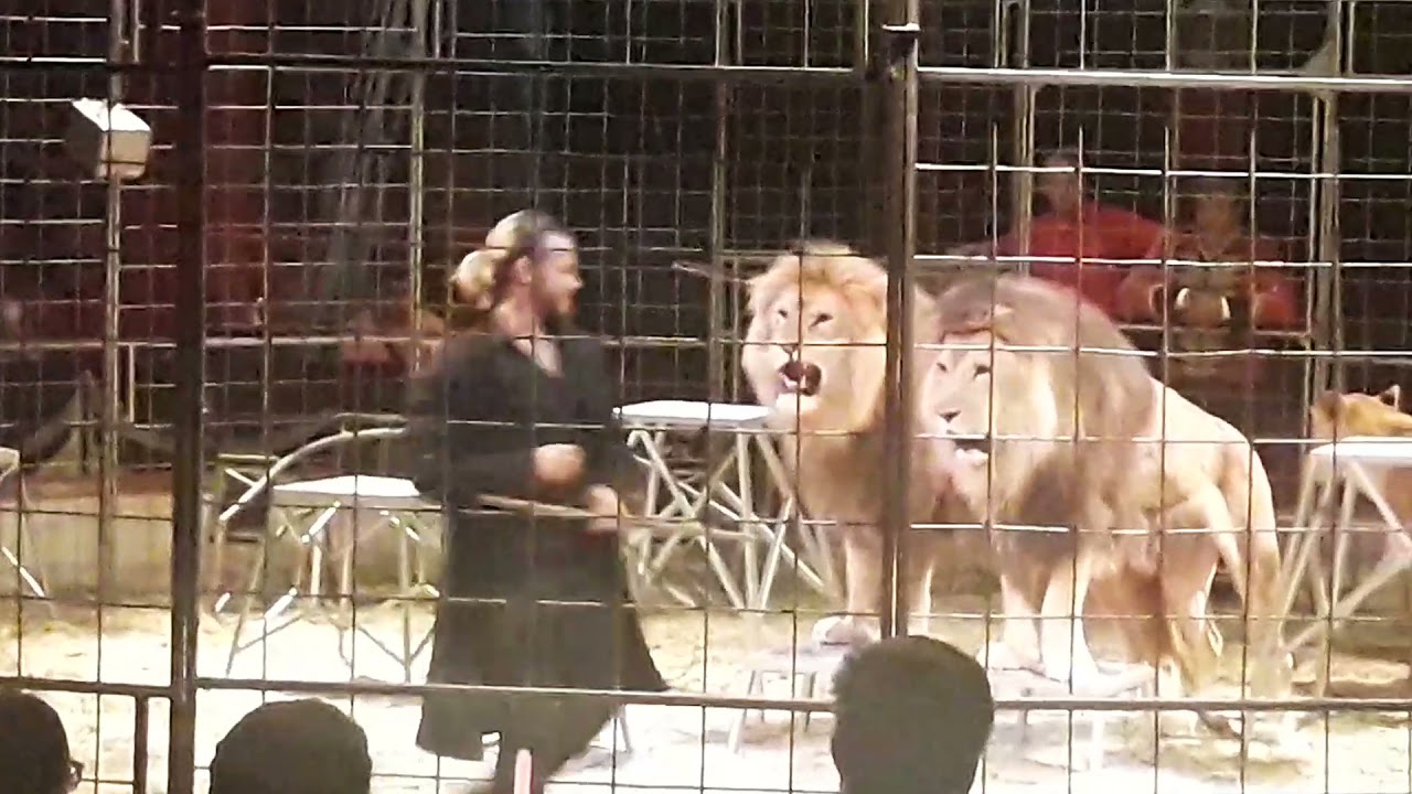 Cirkus Humberto,  představení LEGENDY,  11. část,  Lví manéž