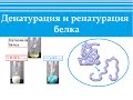 Биохимия. Денатурация и ренатурация белка. Строение белка.