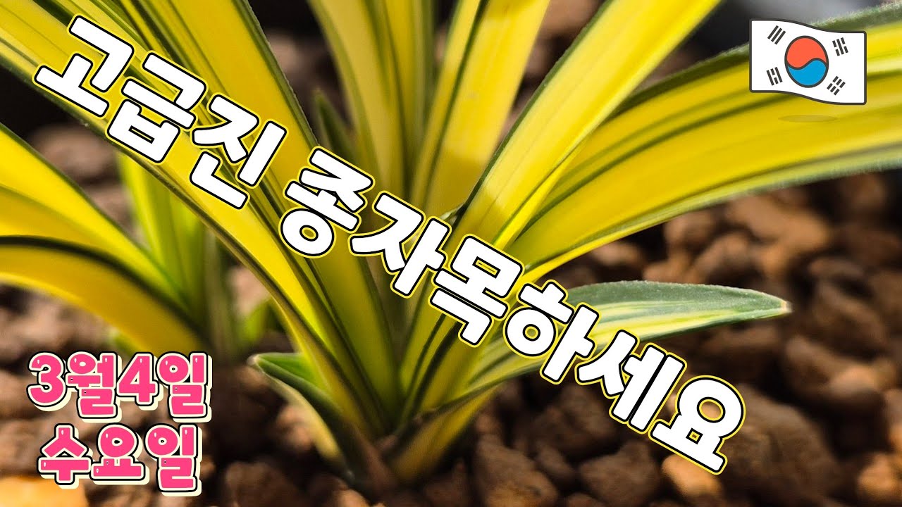 3월4일ㆍ수요일ㅡ10품종❤️❤️❤️좋은 품종💥 종자목하세요 ~~~저렴하게 책정했습니다 [4K]