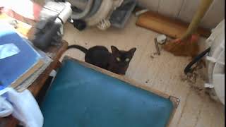 Котята и кошки греются на солнце Котята и кошки греются на солнце