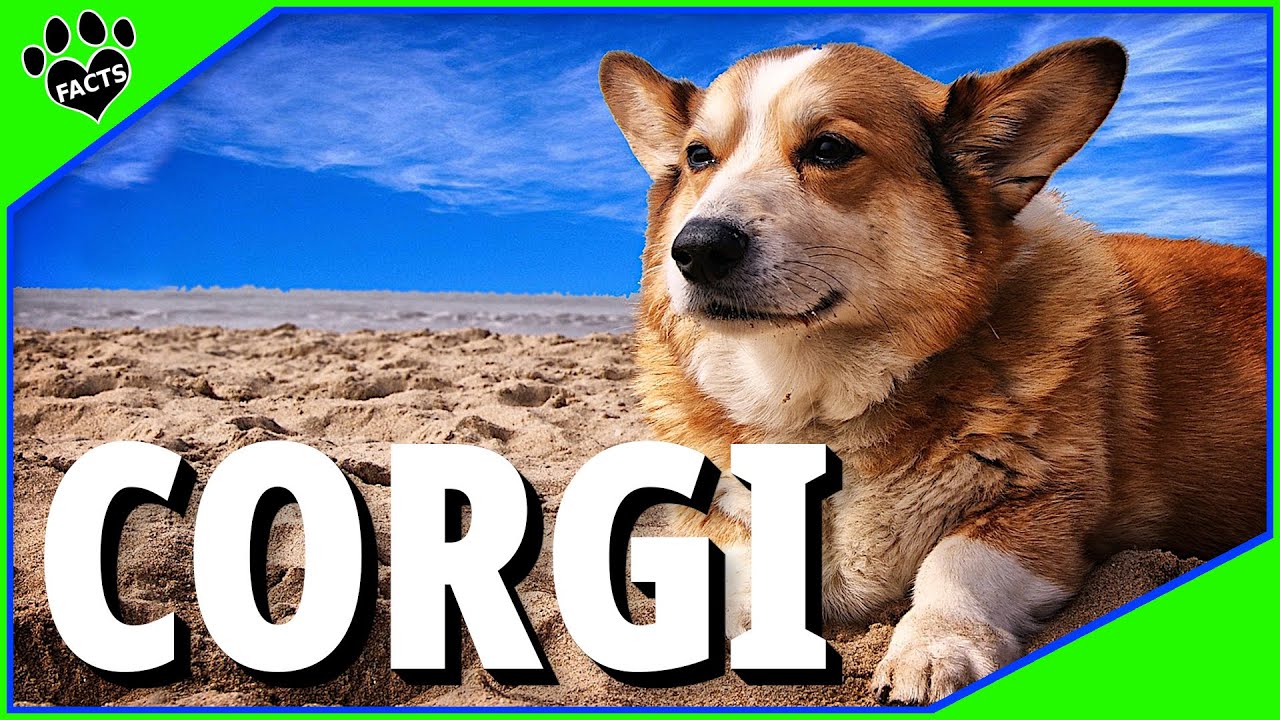 Dogs 101: Pembroke Welsh Corgi Interesting Facts Most Popular Dog Breeds - Animal Facts