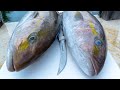 How to Clean Whole Amberjack! Fillet and Collar Removed!