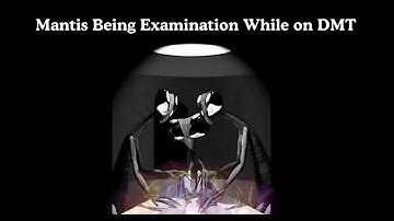 On a Dmt trip examined by three Mantis Beings