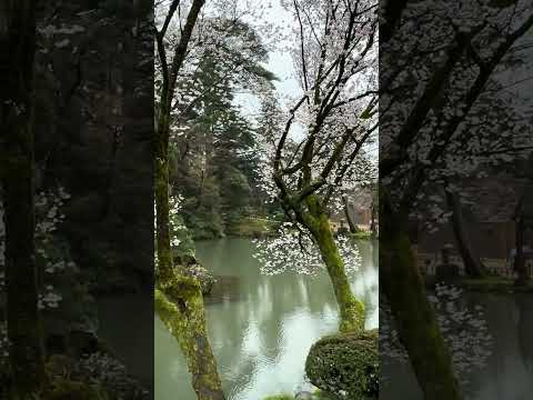 🌸 Jardín Kenrokuen, Kanazawa, Japan