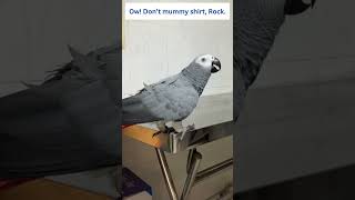 Time for More of Parrot Rocky Talking 🦜🥰 #africangrey #talkingparrot #cuteparrot #birds #pets