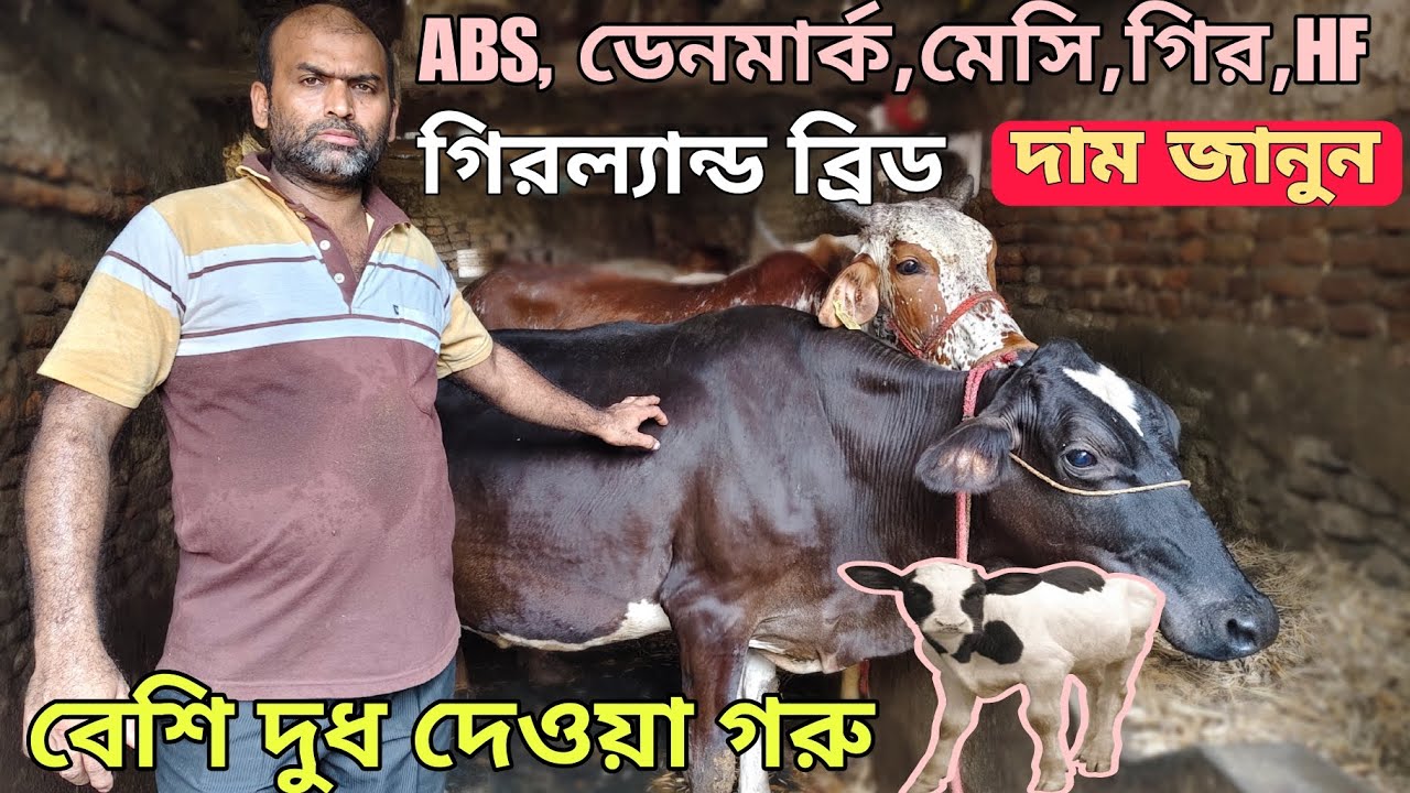 যে জাতের গরুতে বেশি দুধ দেবে।।পাঞ্জাবি গরু সম্পর্কে জানুন।।Top Classes Milky Cow in west bengal.