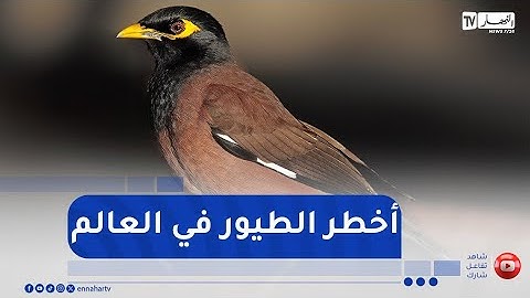 طائر  المينا الهندي 😧😧 أكثر الطيور إضرارا بالنظام البيئي ينتشر بالجزائر