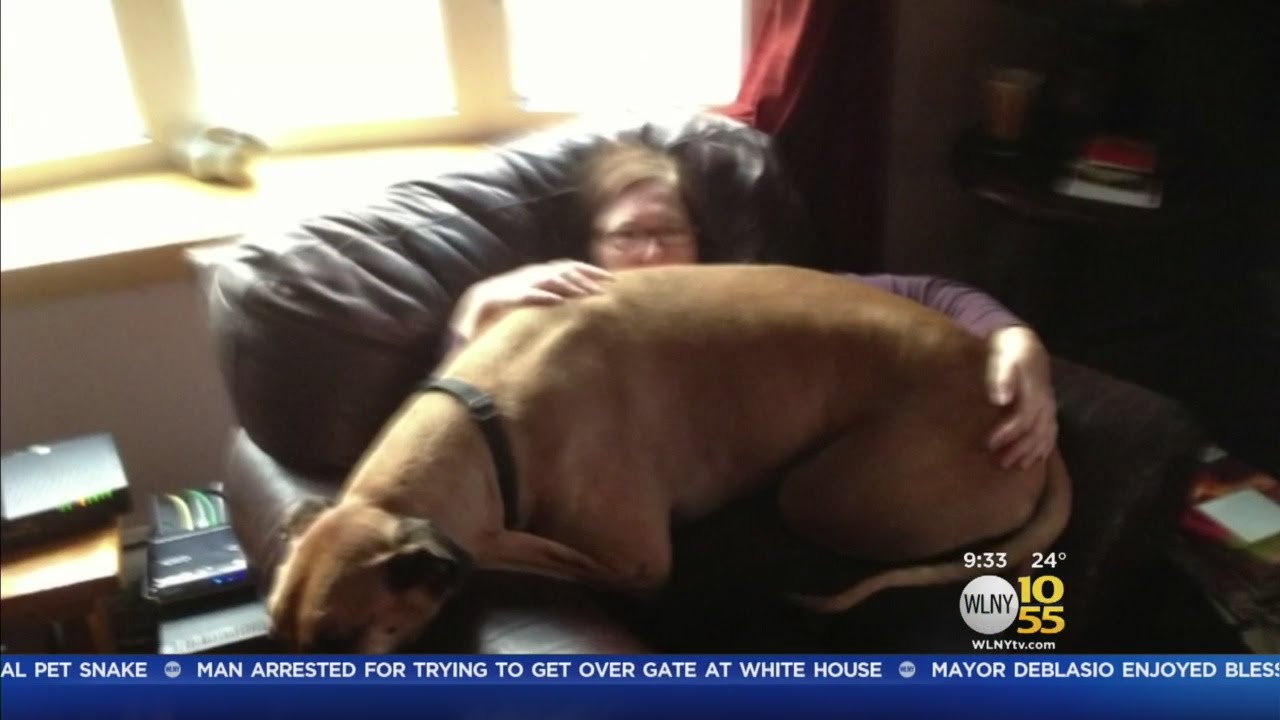 Firefighters Rescue Great Dane From River - YouTube