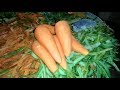 Healthy carrot  dream street food