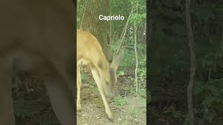 capriolo roedeer shorts browningtrailcam fototrappola