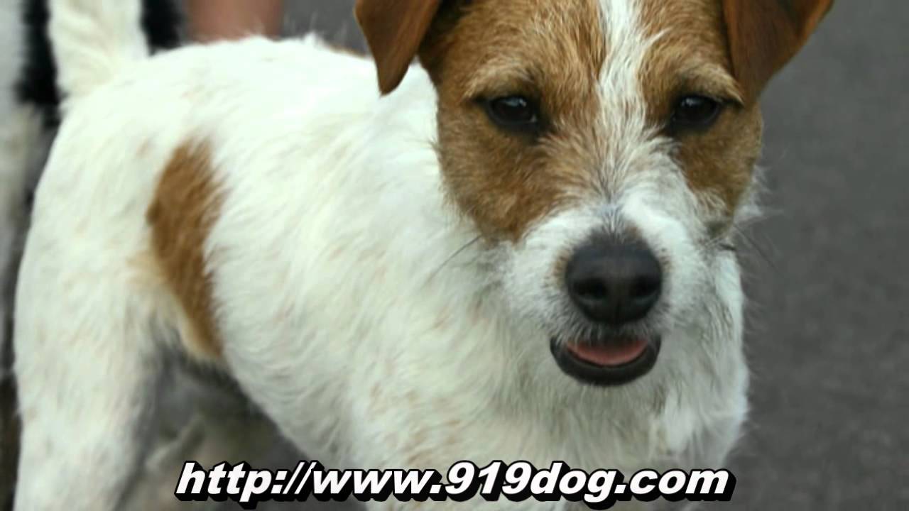 Raleigh pet sitters Serving all of Raleigh, NC YouTube