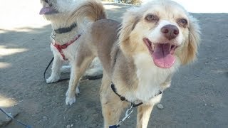 Raleigh pet sitters - 919Dog.com Serving all of Raleigh, NC
