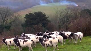 A Windy Walk on Farthing Down