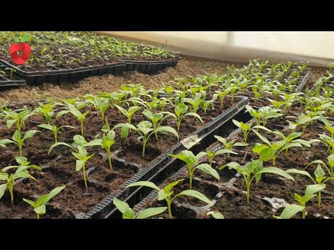 Video: Otvrdnjavanje presadnica - Kako očvrsnuti sadnice