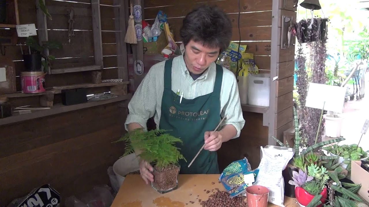 ハイドロカルチャー苗の植え替え方法 Youtube