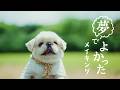 槇原敬之 - 夢でよかった【MVメイキング〜犬編〜】