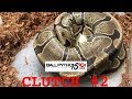 Clutch #2 for 2018