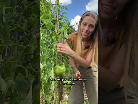Vídeo: Quando os tomates estão prontos para serem colhidos?
