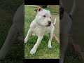 white pitbull attitude #short👿👿🔥🔥
