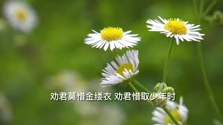 纪展雄。杜秋娘《金缕衣》Tang Poem 《古诗词》《372.度杂货店系列作品》(花开堪折直须折,莫待无花空折枝。)
