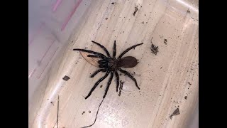 Angry trapdoor type spider from the cat enclosure ( It's not a Sydney Funnel Web )