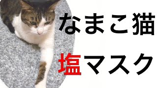 なまこ猫を構いながら、塩マスクとかコロナについて云々。