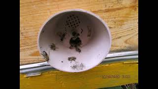 роевая пора на пасеке - ошибки пчеловода, в роевой семье пчел оставил один маточник, но вышел рой